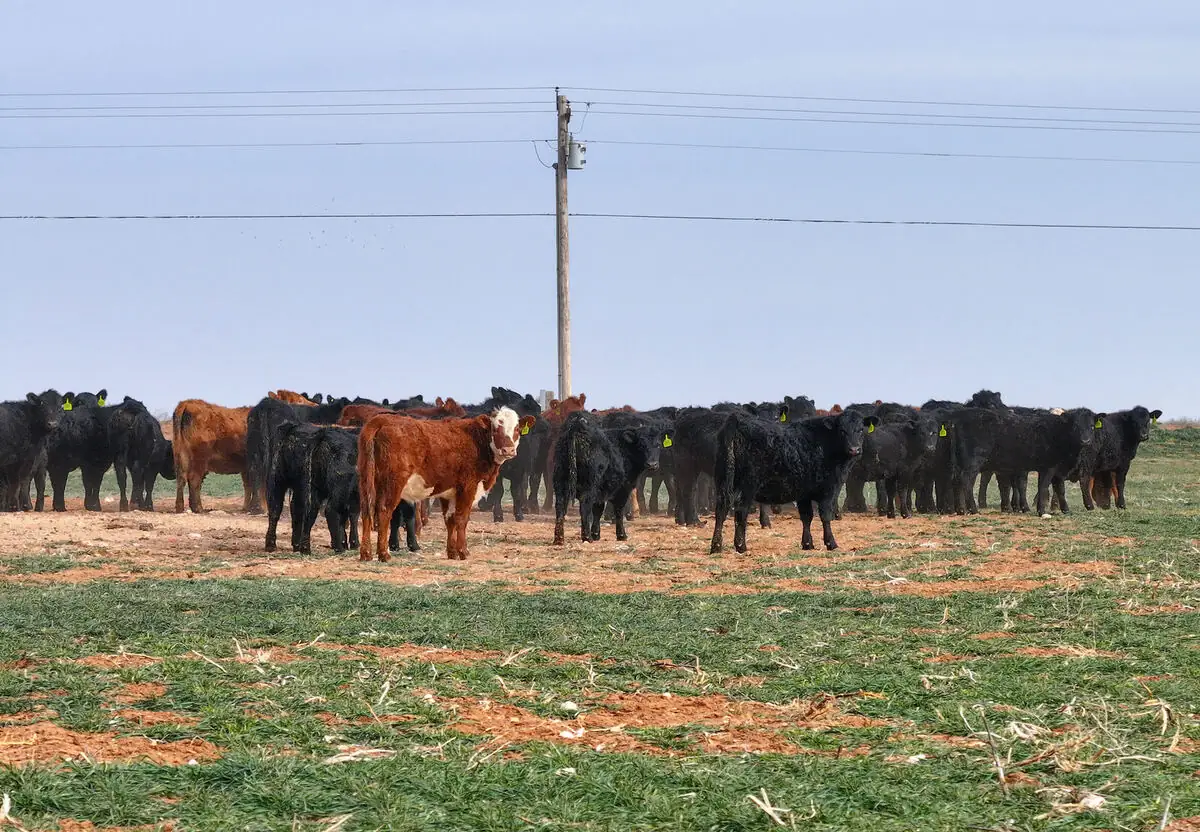 Beef cattle with ear tags grazing in a paddock