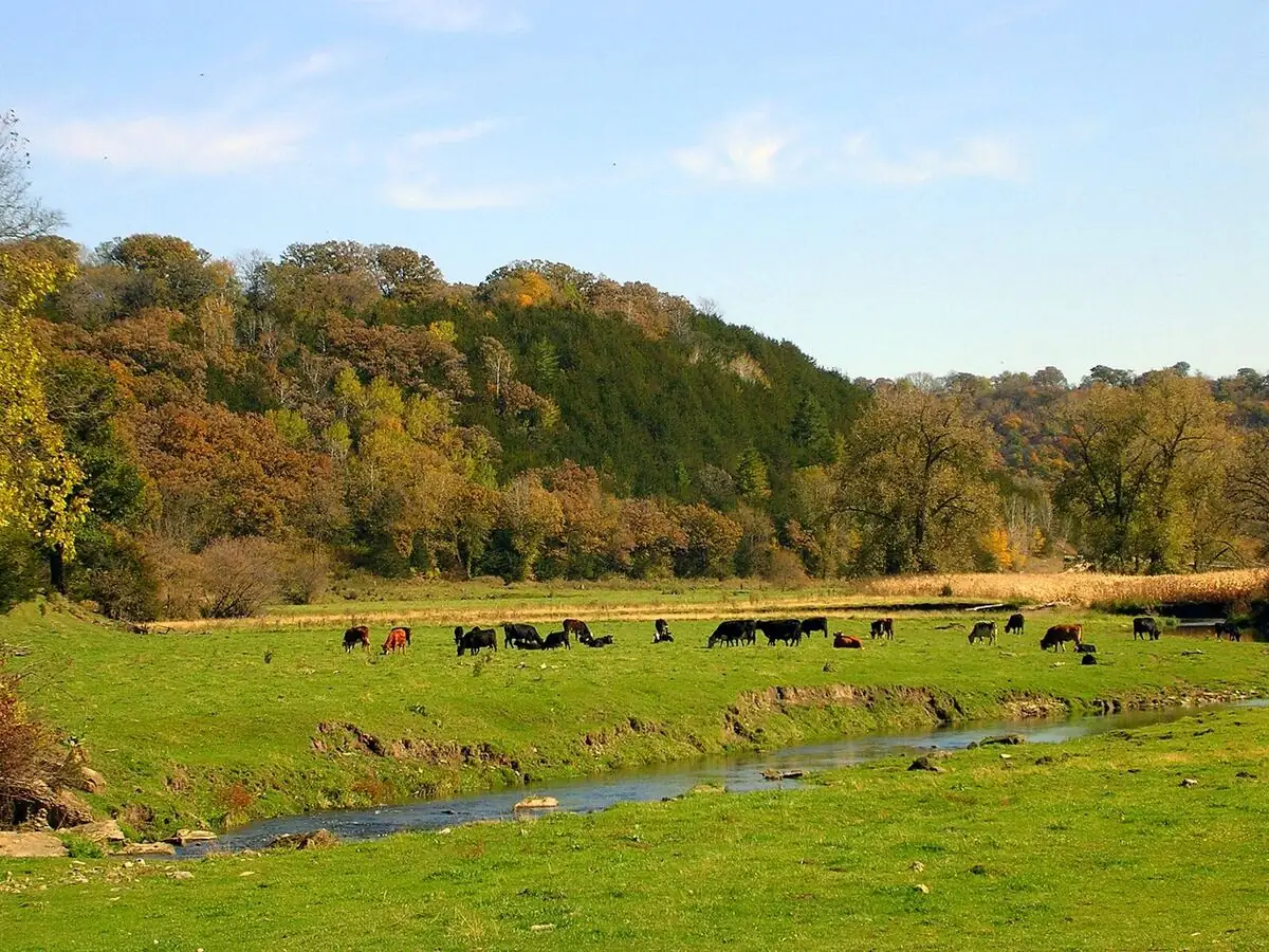 Cattle grazing in a green pasture beside a stream